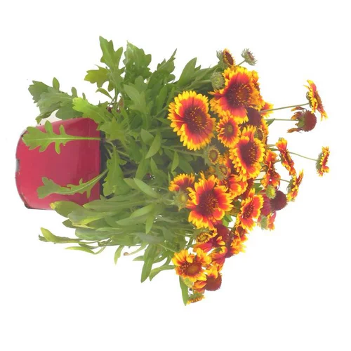 Gaillarde vivace - Le pot de 2.5 litres