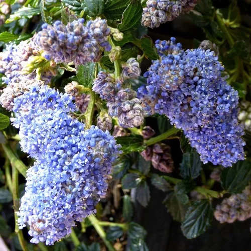 Ceanothe Thyrsiflorus Skylark – Pot de 7.5L
