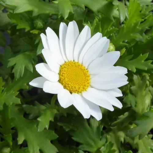 Chrysanthemum Paludosum - Le pot de 13 cm