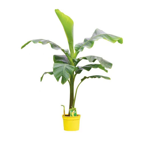 Musa varié ou Bananier d’extérieur Musa Basjoo en pot de 5 L