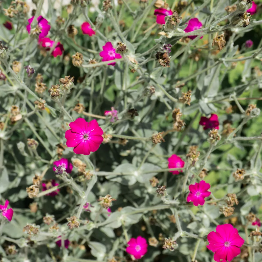 Coquelourde des jardins Atrosanguinea Lychnis coronaria atrosanguinea