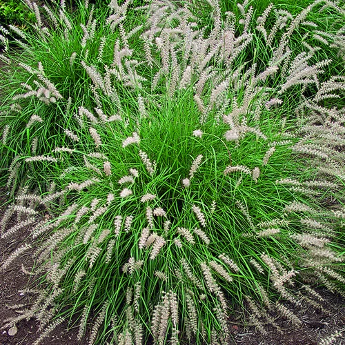 Herbe-aux-Écouvillons d'Orient vert botanic®. Le pot de 7,5 litres