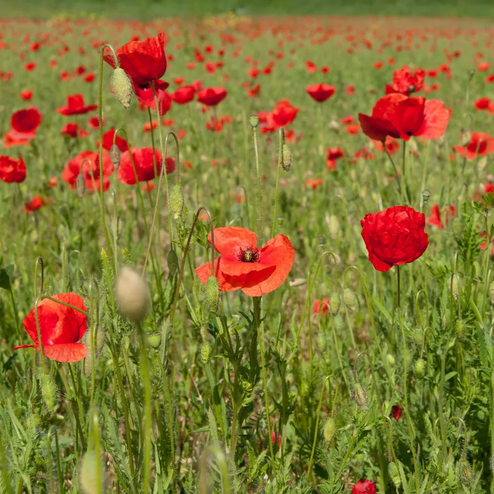 Coquelicot Red Corn Poppy Bio Papaver rhoeas red corn poppy