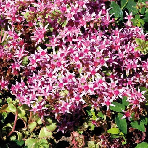 Sedum Spurium Rose - Le pot de 9 x 9 cm