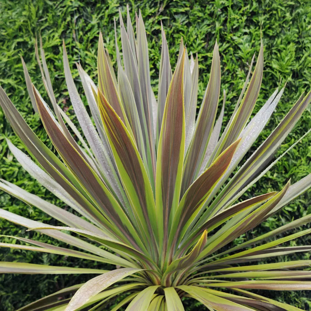 Cordyline australis Choc-Mint® Cordyline australis Choc-Mint®