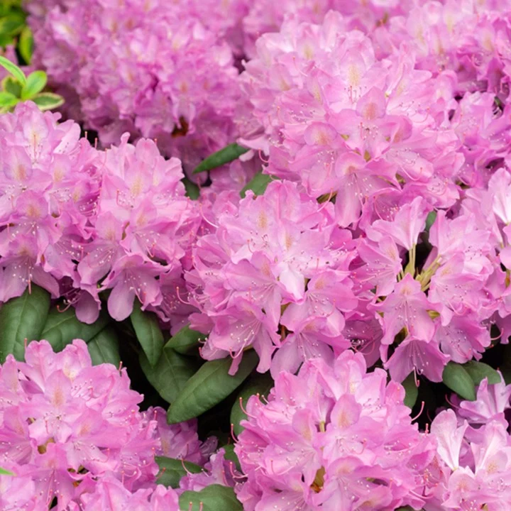 Rhododendron Roseum Elegans Rhododendron roseum Elegans