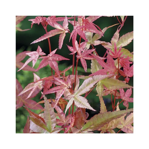 Erable du Japon (ACER PALMATUM DESHOJO ) Le pot de 80 litres