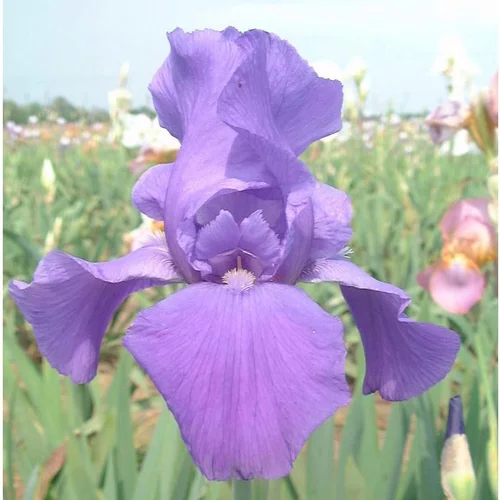 Iris des Jardins 'Blue Shimmer' - Le pot de 1 litre