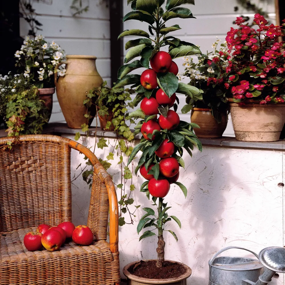 Mini pommier Red Spur Delicious Malus domestica Red Spur Delicious