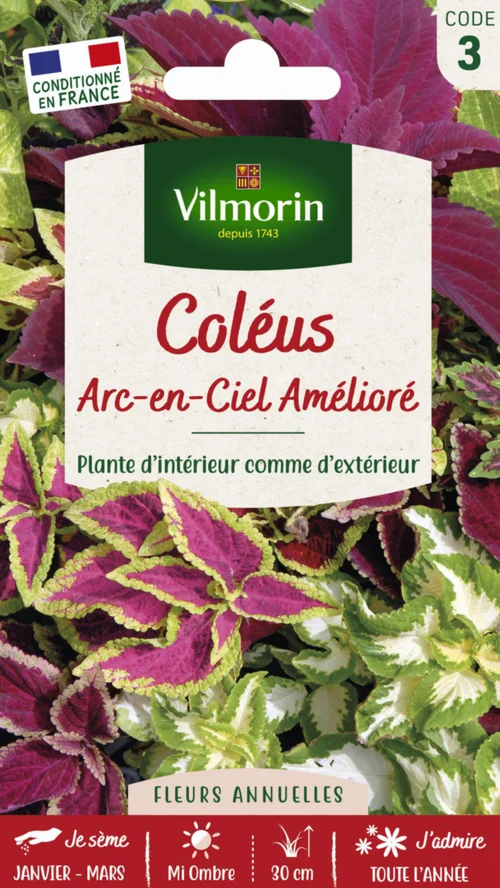 Graines de Coléus Arc en ciel amélioré Vilmorin - graines à semer