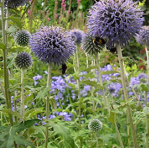 6 x Boule azurée 'Taplow Blue' – Echinops bannaticus 'Taplow Blue', godet 9cm x 9cm