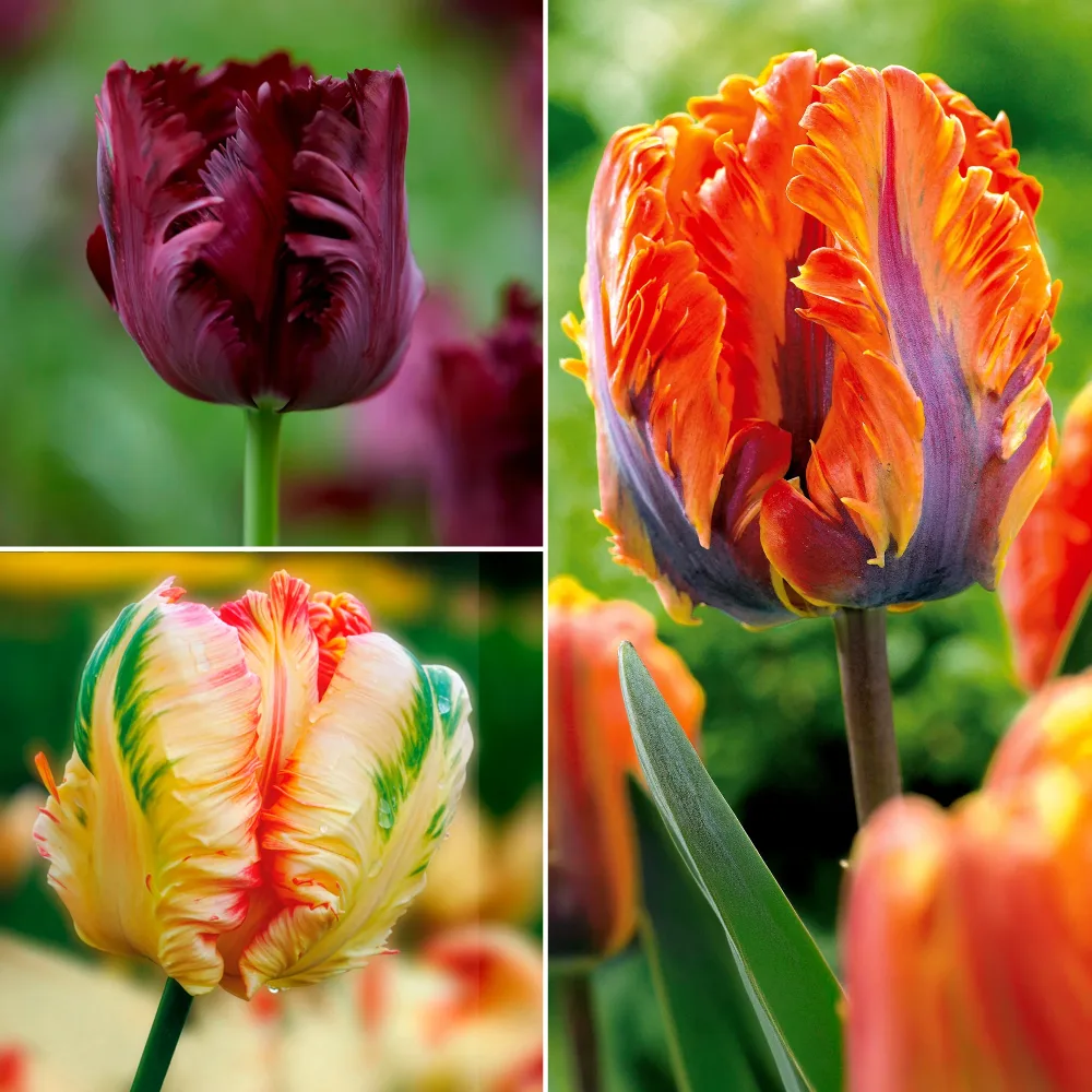 Collection de 24 Tulipes perroquet Tulipa Princesse Irene, Black Parrot, Apricot Parrot