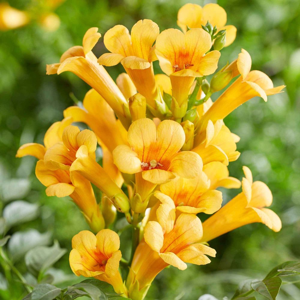 Bignone Trompette jaune Campsis radicans Yellow Trumpet