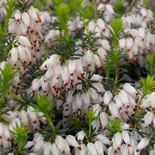 Bruyère d'hiver Snowbelle Erica carnea snowbelle
