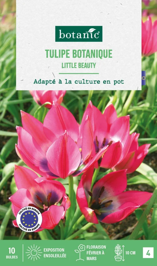Tulipe species little beauty botanic® - 10 bulbes