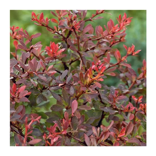 Berbéris Thunbergii Atropurpurea - pot 3 L