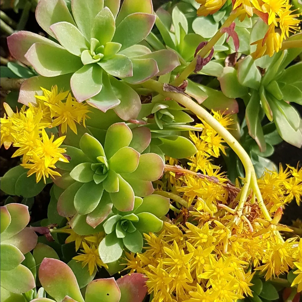Sedum palmeri Sedum palmeri
