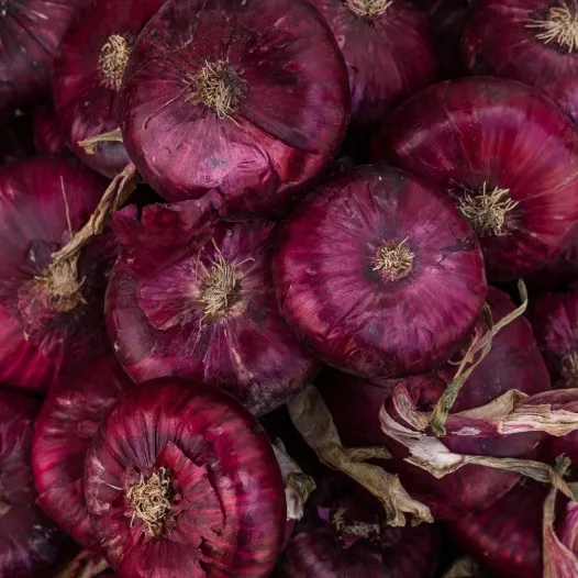 Biologische zaden van Ajuin rood van Abbeville