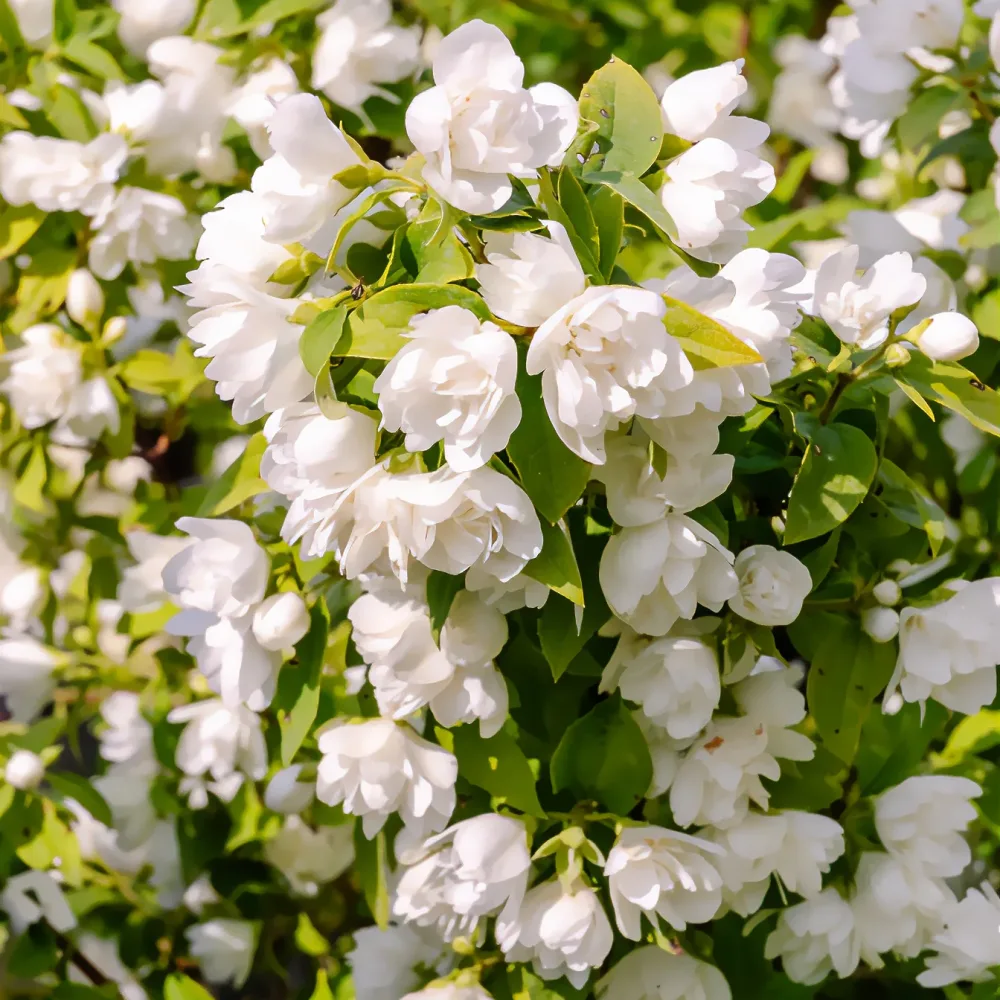 Seringat Manteau d'Hermine - Philadelphus Philadelphus lemoinei Manteau d'Hermine