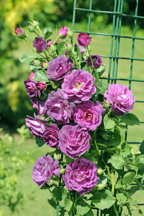Rosier Grimpant Audacieuse® 'Lapfan' - Le pot de 7,5 litres