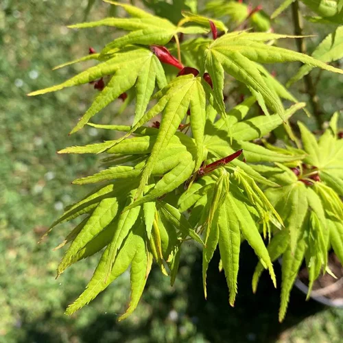 Érable du Japon Mikawa Yatsubusa (Acer Palmatum). Le pot de 10 litres