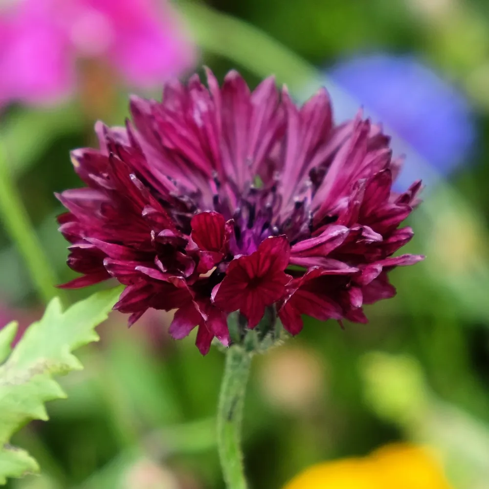 Centaurée Black Ball Centaurea cyanus Black Ball