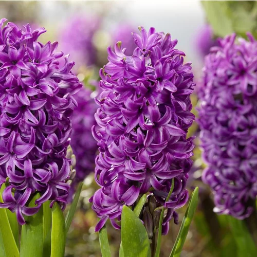 Jacinthe Purple Sensation - Le godet