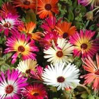 Ficoide Lampranthus - Le pot de 10,5 cm
