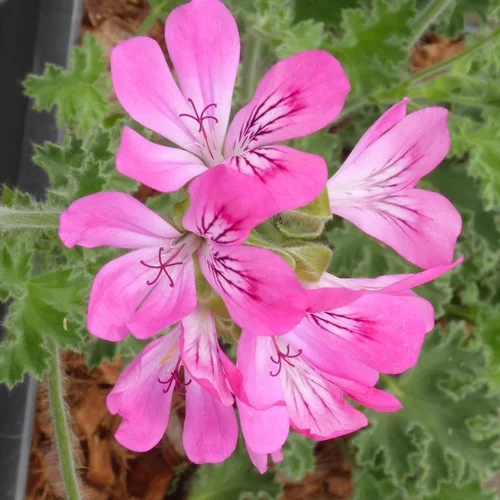 Pelargonium Cola - Le pot de 9 x 9 cm
