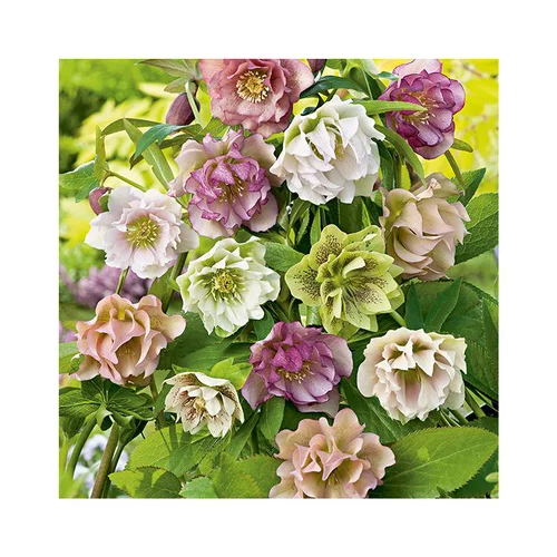 Hellébore (ou Rose de Noël) double Mix multicolore - Le pot de 0,75 litres