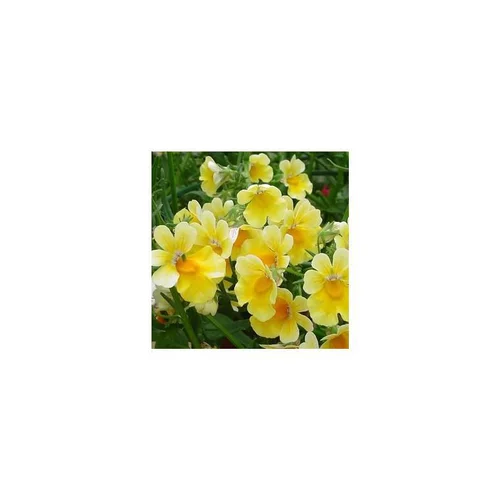 Némésia Sunsatia - La jardinière de 50 cm