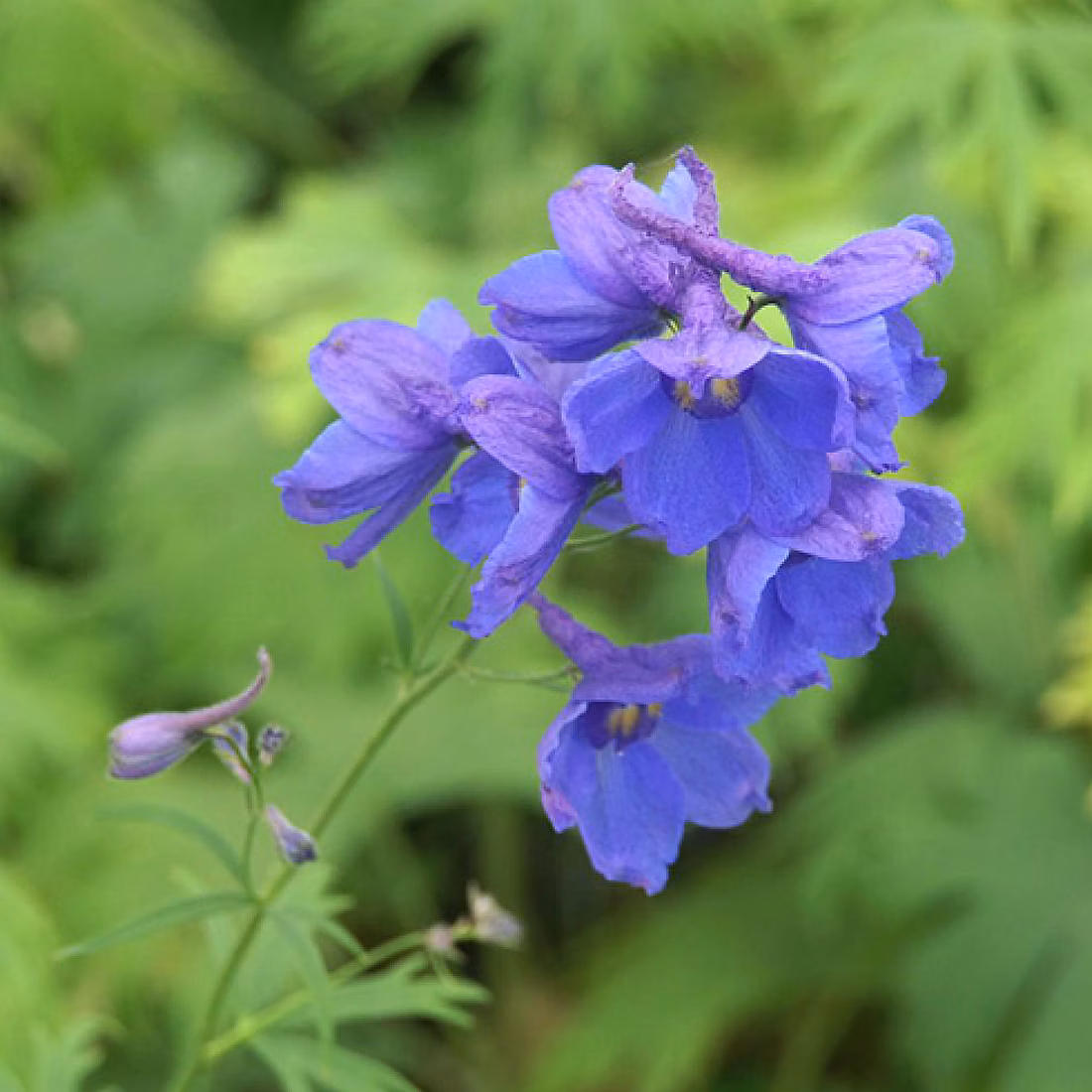 6 x Pied d'Alouette belladone 'Bellamosum' – Delphinium 'Bellamosum' | godet 9cm x 9cm
