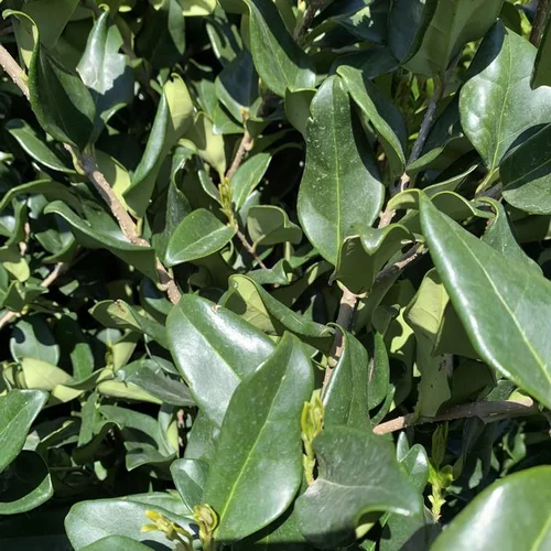 Troène (Ligustrum Lucidum Texanum) 60/80. Le pot de 7,5 litres