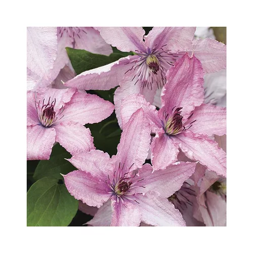 CLEMATITE HAGLEY HYBRIDE. Le pot de 3 litres