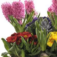 Composition de jacinthes et primevères en assortiment. La coupe