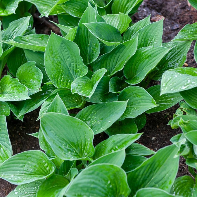Hosta sieboldiana Elegans Hosta sieboldiana elegans