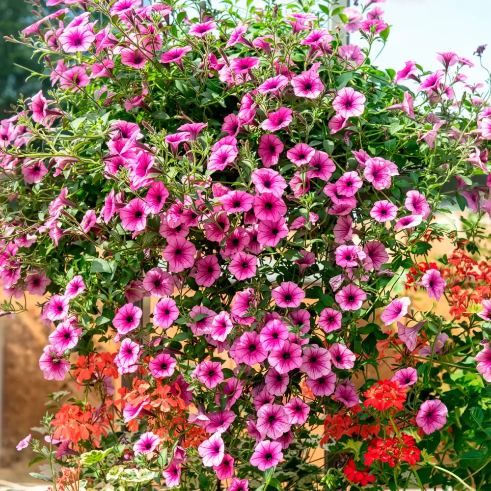 3 Pétunias retombants roses Petunia