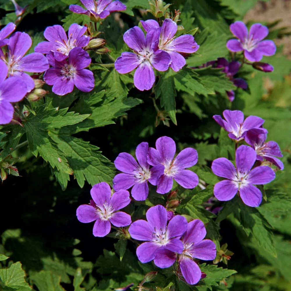 Géranium vivace des bois Mayflower Geranium sylvaticum Mayflower