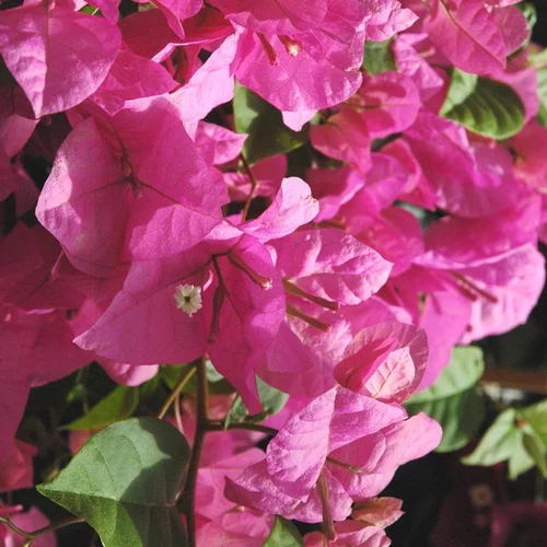 Bougainvillier ou Bougainvillée Californiana à fleurs roses en touffe - Le pot Ø 25 cm