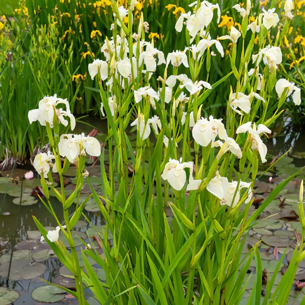 Iris des marais à fleurs blanches Iris pseudacorus Alba