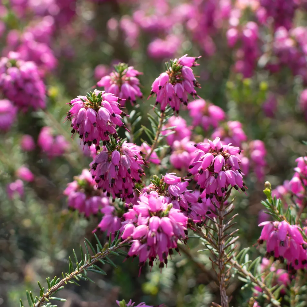 Bruyère d'hiver Myretoun Ruby Erica carnea Myretoun Ruby
