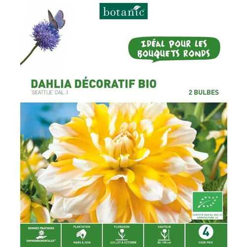 Dahlia Pompon Seattle bio jaune blanc botanic® - 2 bulbes