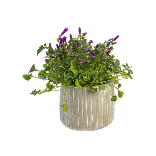 Campanule baby avec cache-pot Ø 6 cm