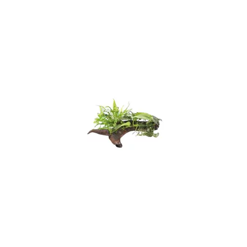 Duo Microsorum + Anubias sur racine L