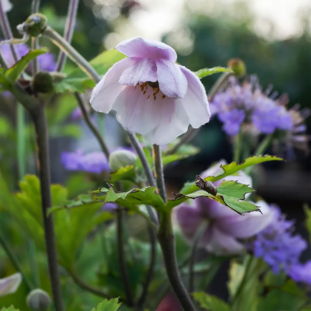 Anémone du Japon Ruffled Swan Anemone Ruffled Swan