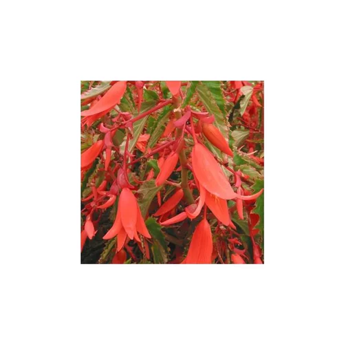 Begonia - La suspension