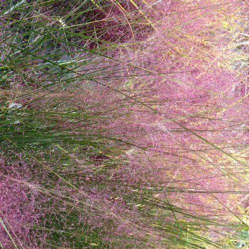 Eragrostis - Le pot de 2 litres