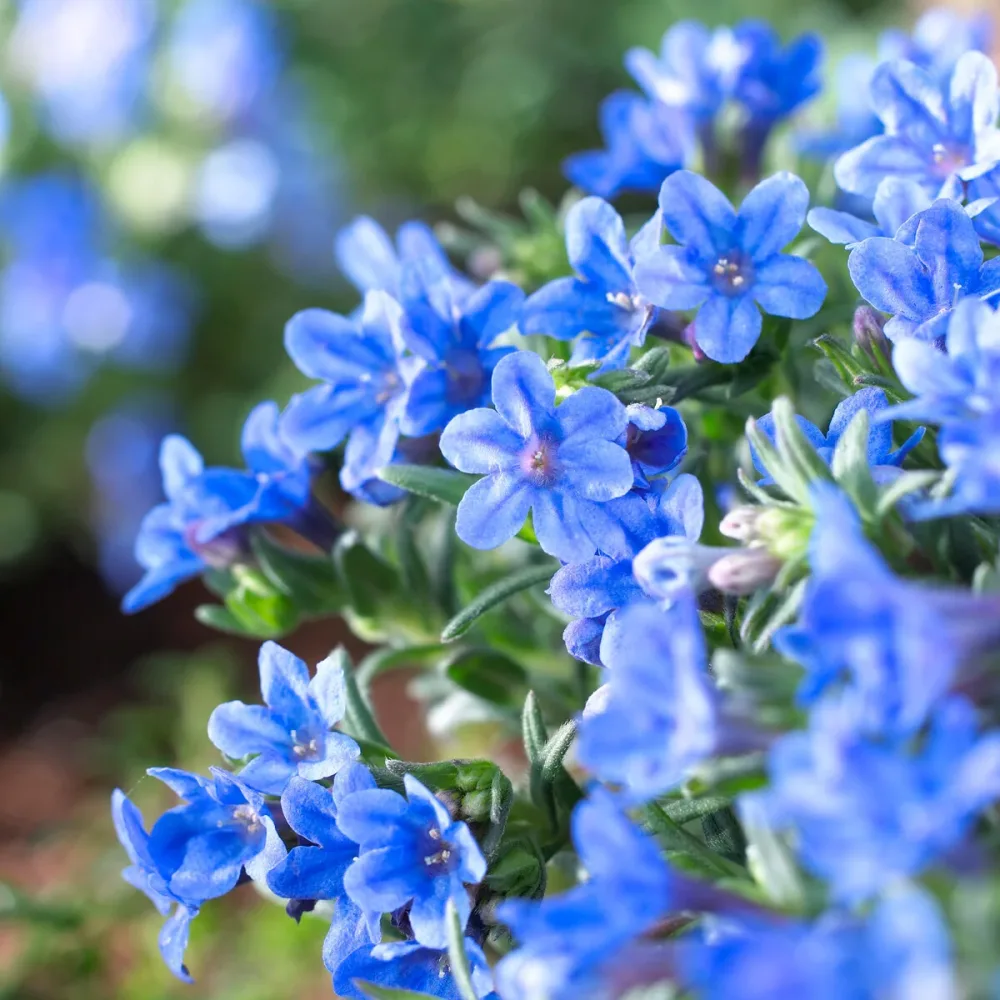 Grémil diffus Heavenly Blue Lithodora diffusa Heavenly Blue