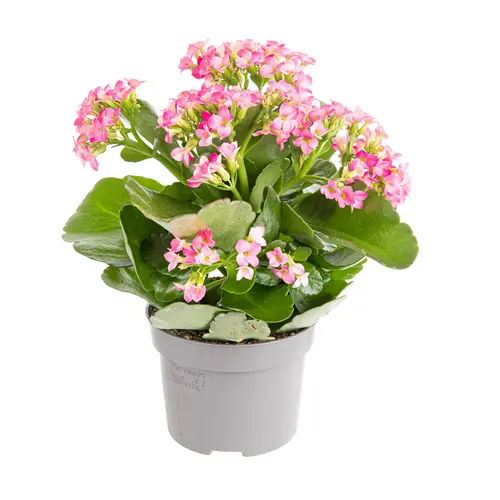 Kalanchoé unicolore. Les 4 plants