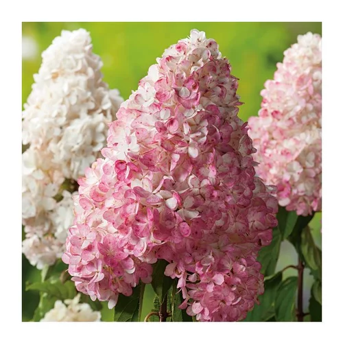 Hortensia Paniculata Vanille Fraise - pot 5 L